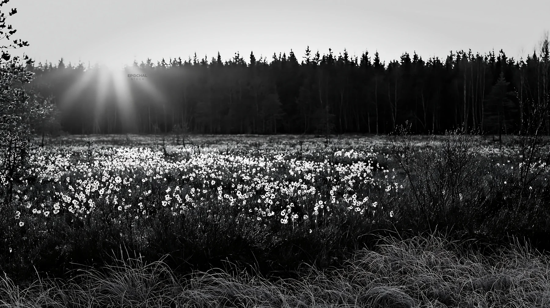 Cottongrass meadow at sunset with trees in the background - AI-generated stock image