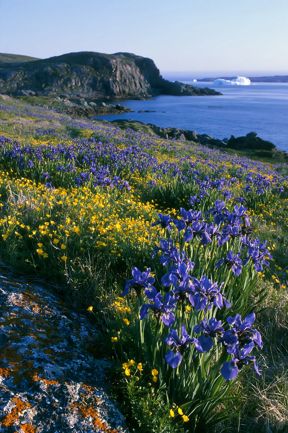 Coastal meadow with flowers near the sea at sunset - AI-generated stock image