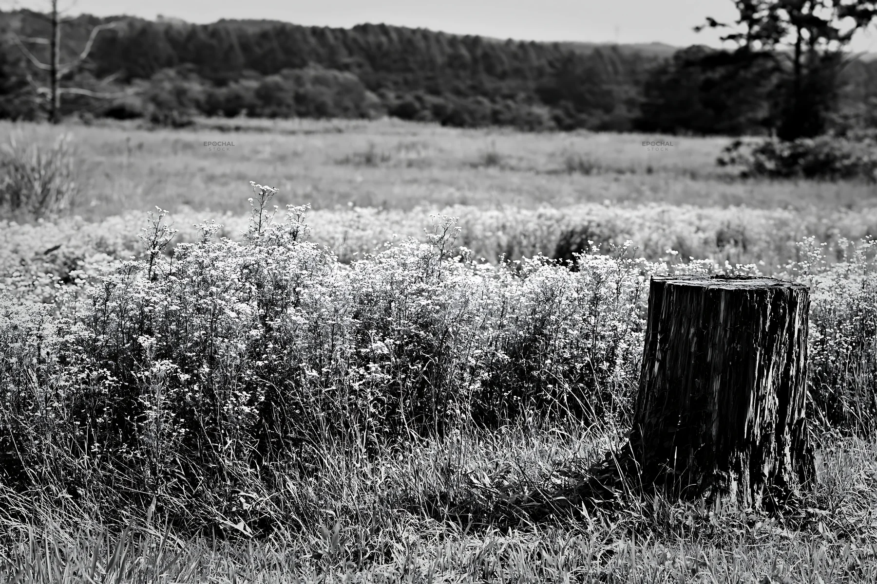 Black and white fukushima native meadow with weathered stump - AI-generated stock image