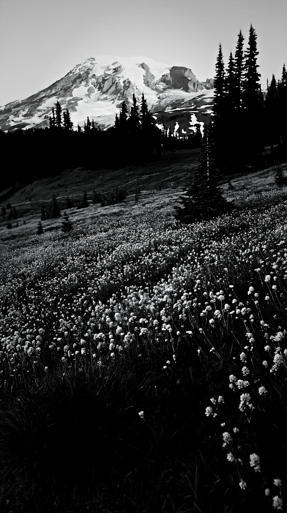 Mount Rainier wildflower meadow at sunrise - AI-generated stock image