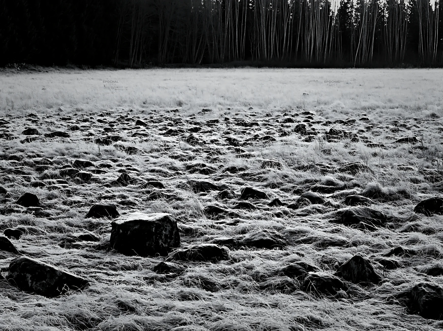 Rewilded Akita silver grass meadow with large stones - AI-generated stock image
