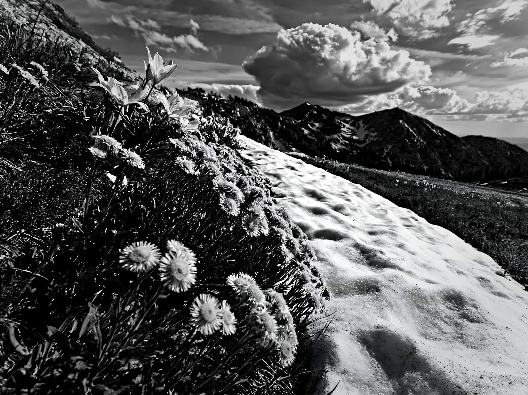 Snowy foothill meadow with flowers and clouds in background - AI-generated stock image