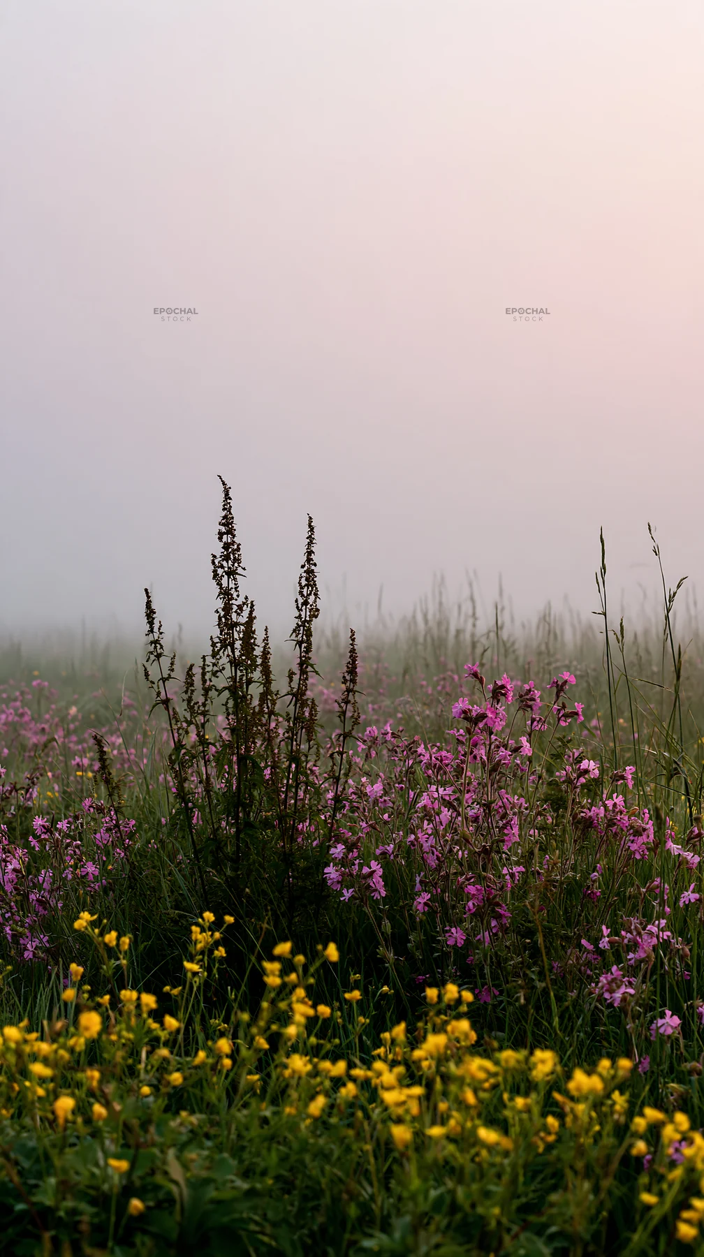 Meadow flowers in thick fog during early morning hours - AI-generated stock image