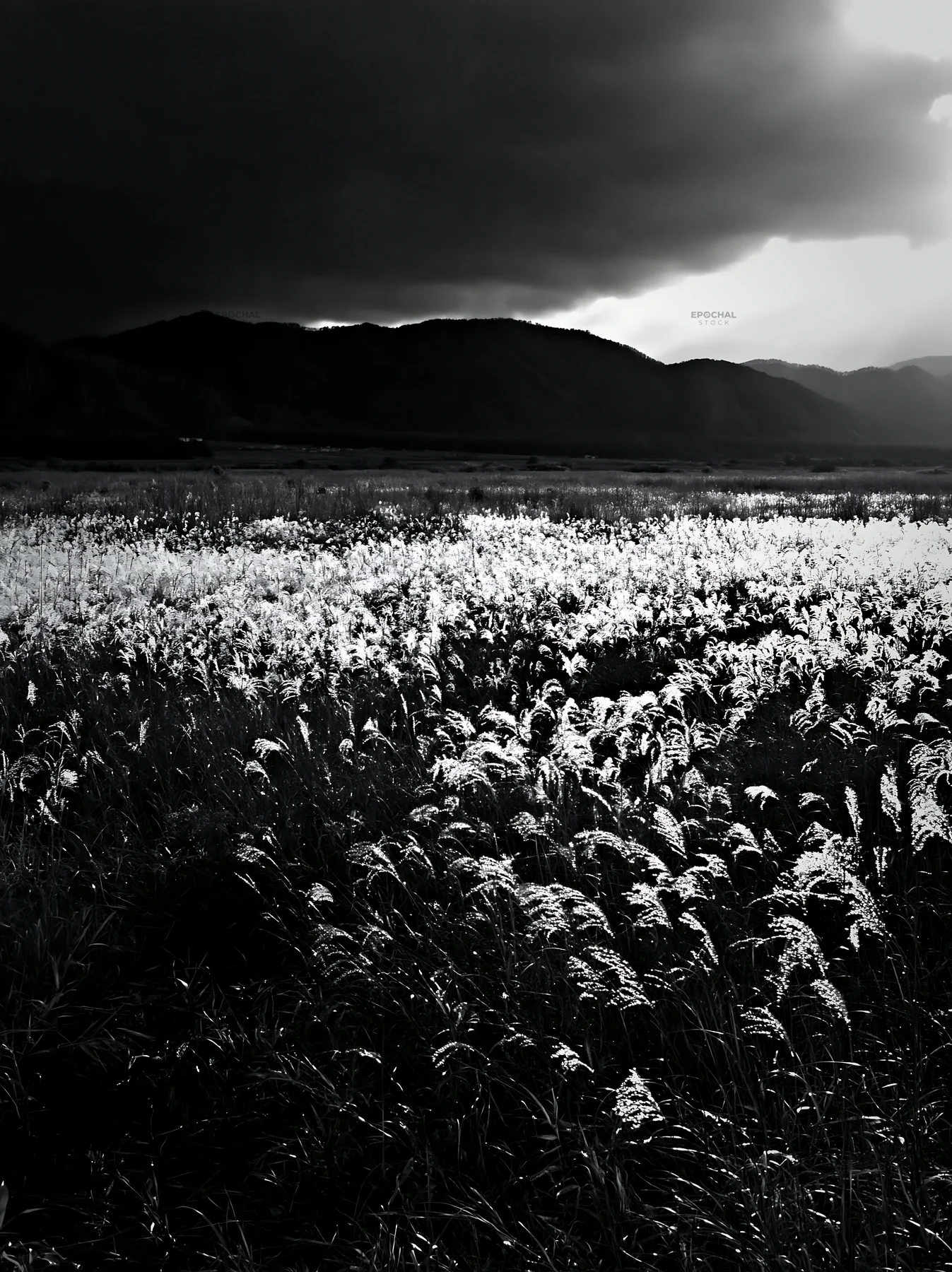 Shiga wetland meadow with reeds under dark clouds - AI-generated stock image