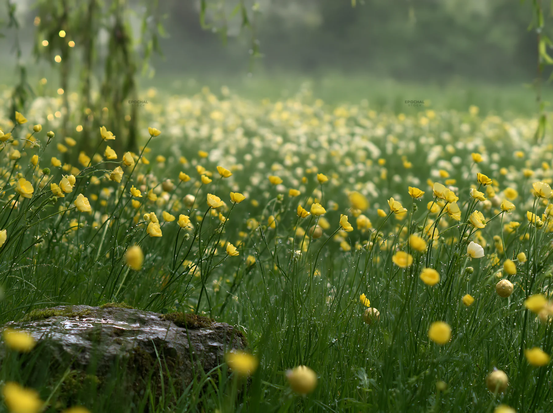 Expansive meadow filled with yellow buttercups and baubles - AI-generated stock image