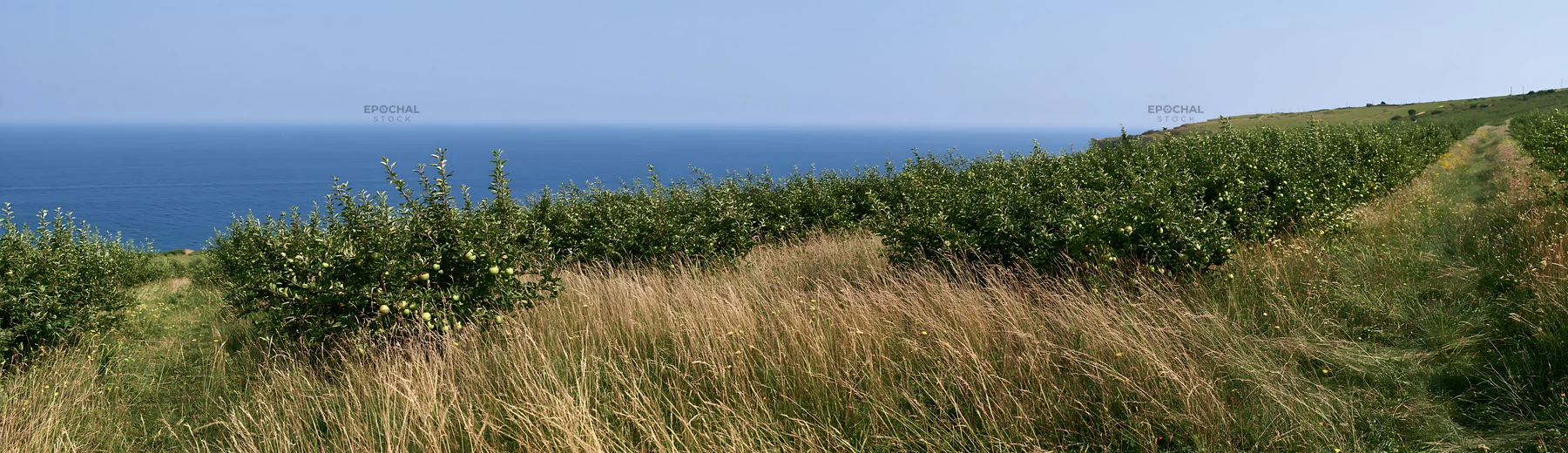 Seaside orchard meadow with ocean view and grass - AI-generated stock image