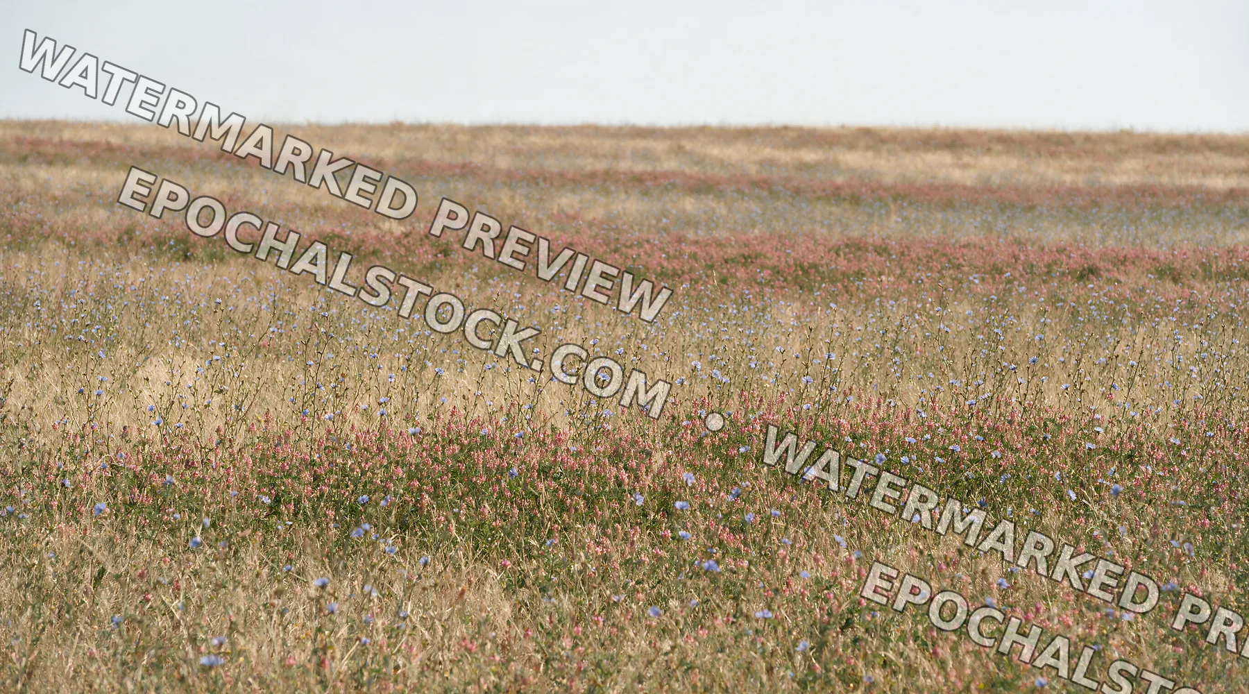 Sainfoin chicory meadow with flowers across open landscape - AI-generated stock image