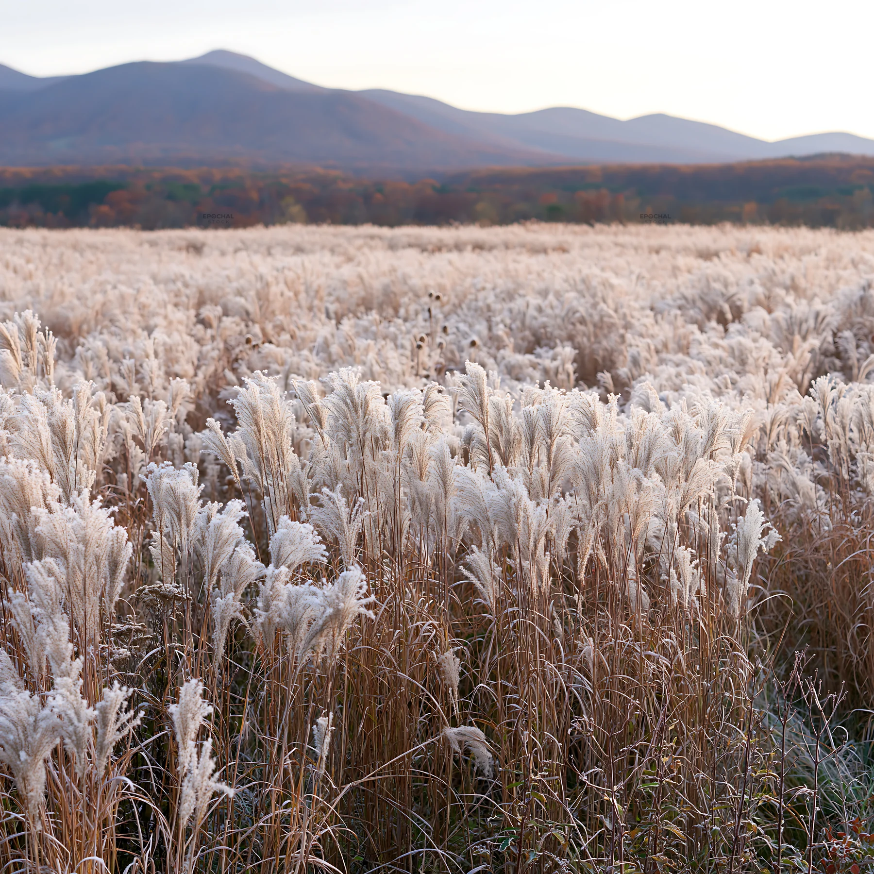 Climate-resilient Hokkaido silver grass meadow seedheads in frost - AI-generated stock image