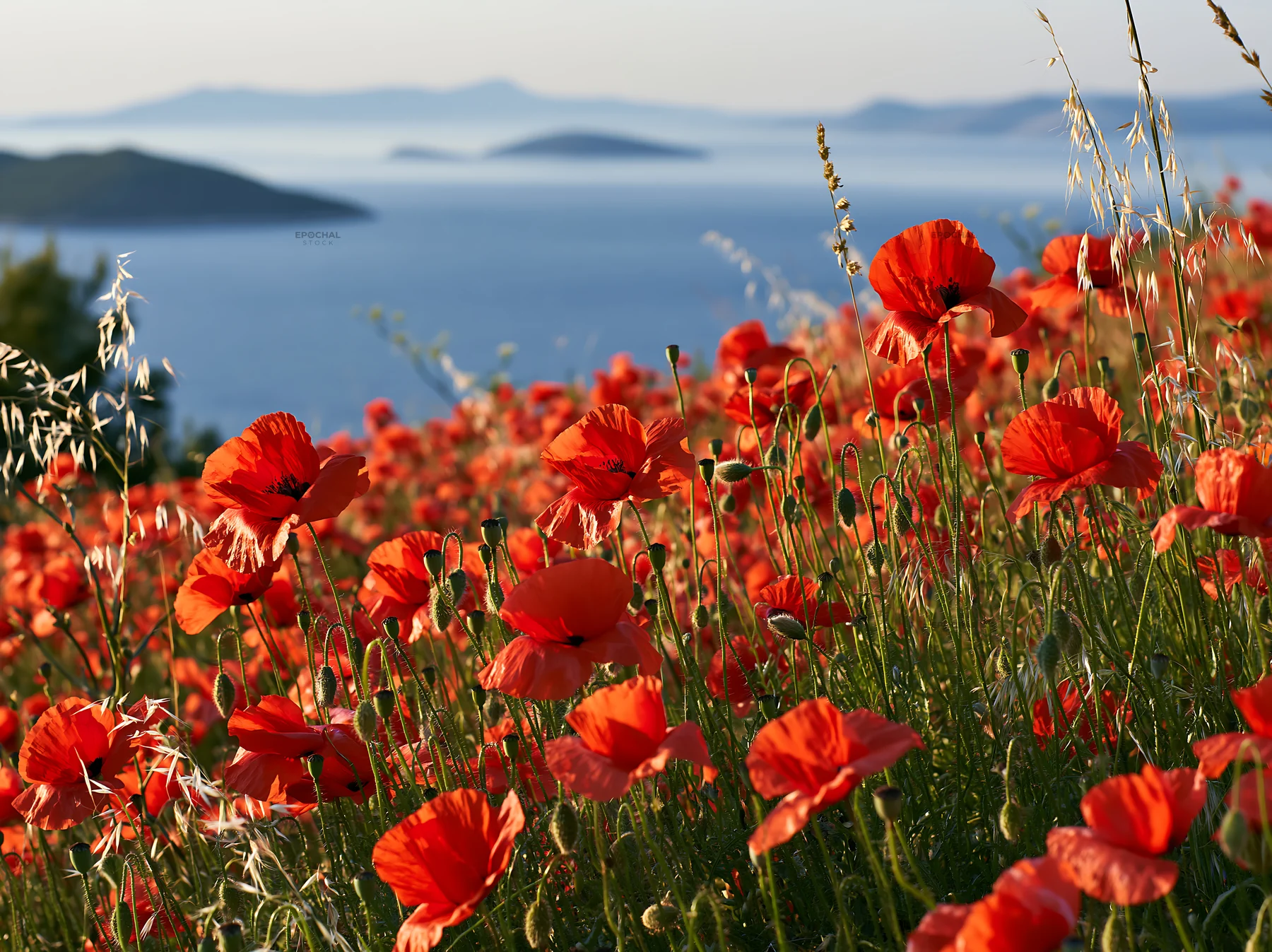 Croatian meadow above Adriatic coast with blooming flowers - AI-generated stock image