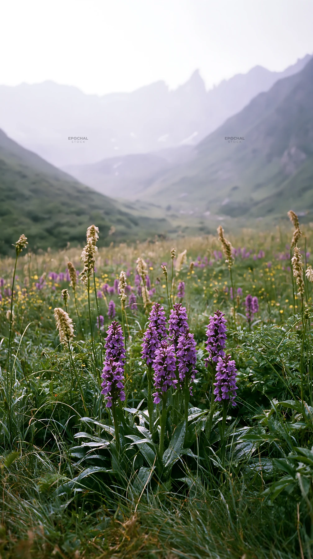 Wild orchid meadow with purple flowers in a mountain valley - AI-generated stock image