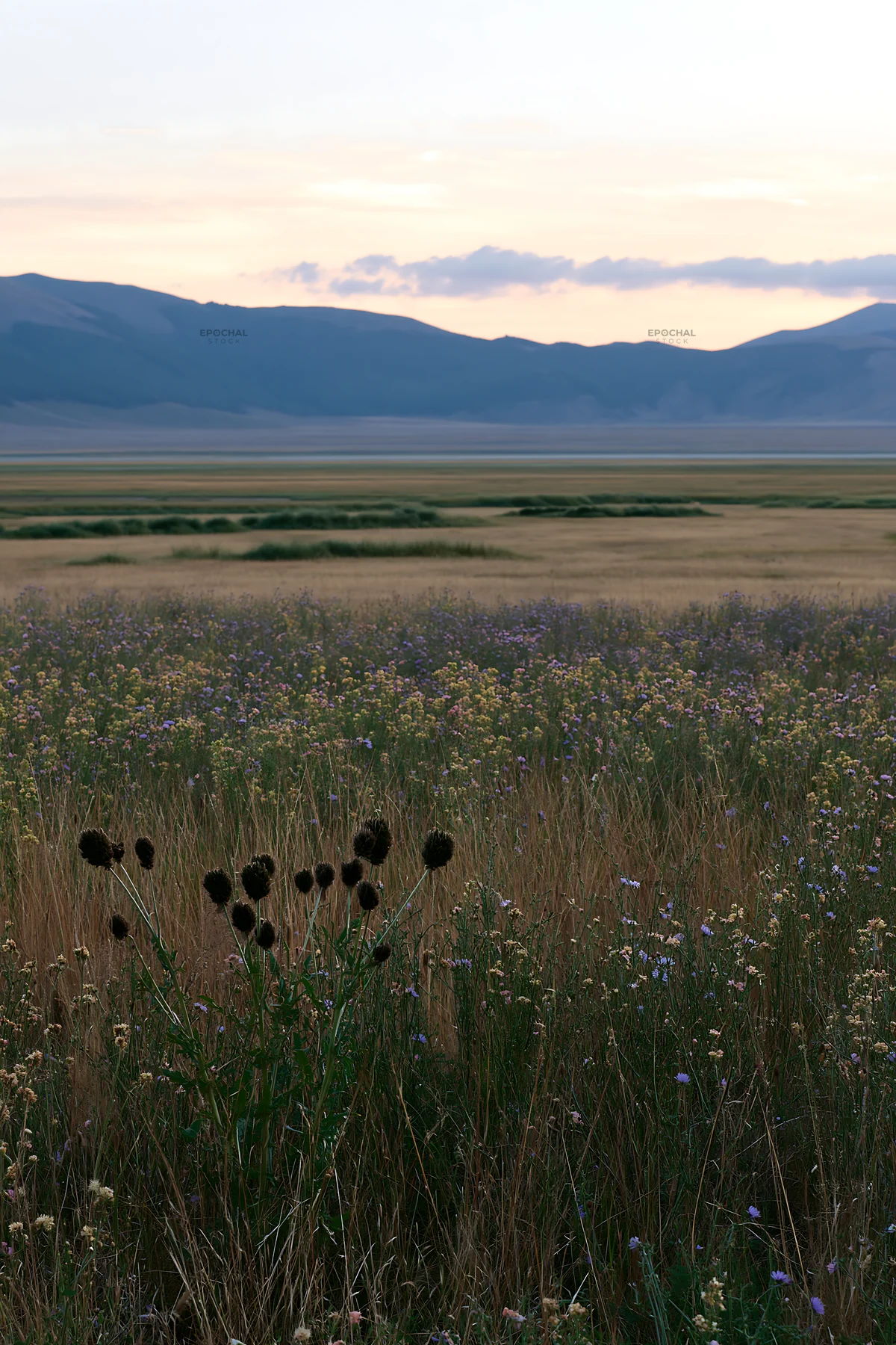Sainfoin chicory meadow during twilight hours - AI-generated stock image