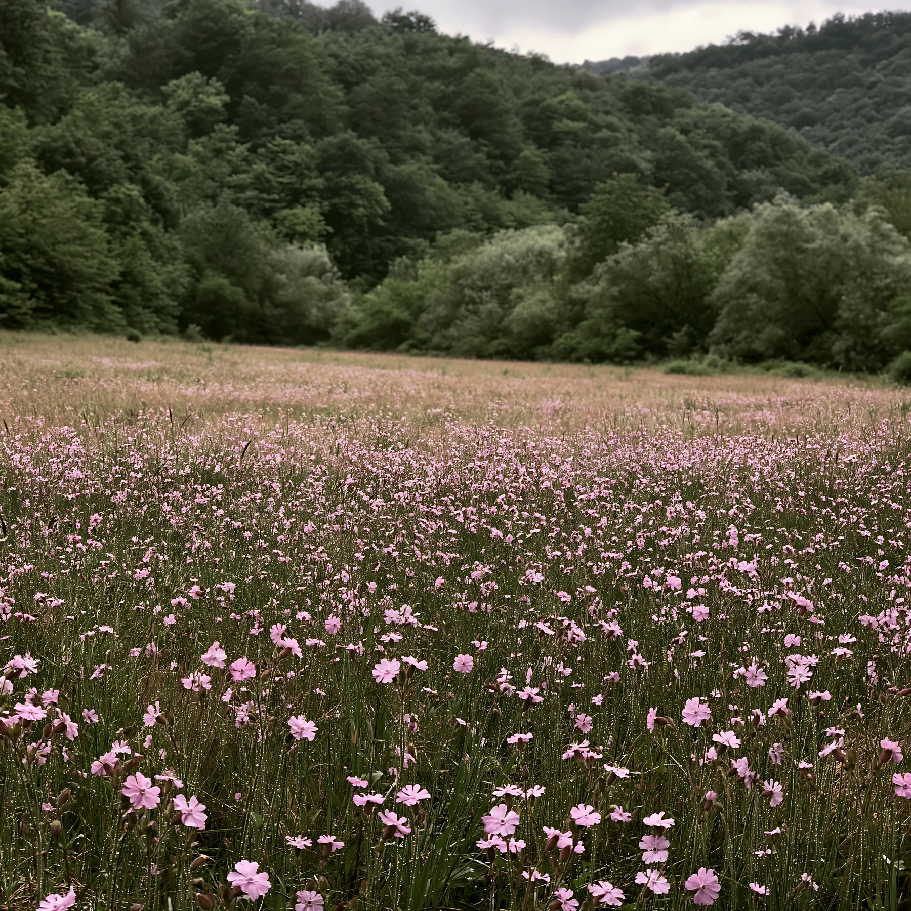 Hungarian meadow along wooded valley with blooming flowers - AI-generated stock image