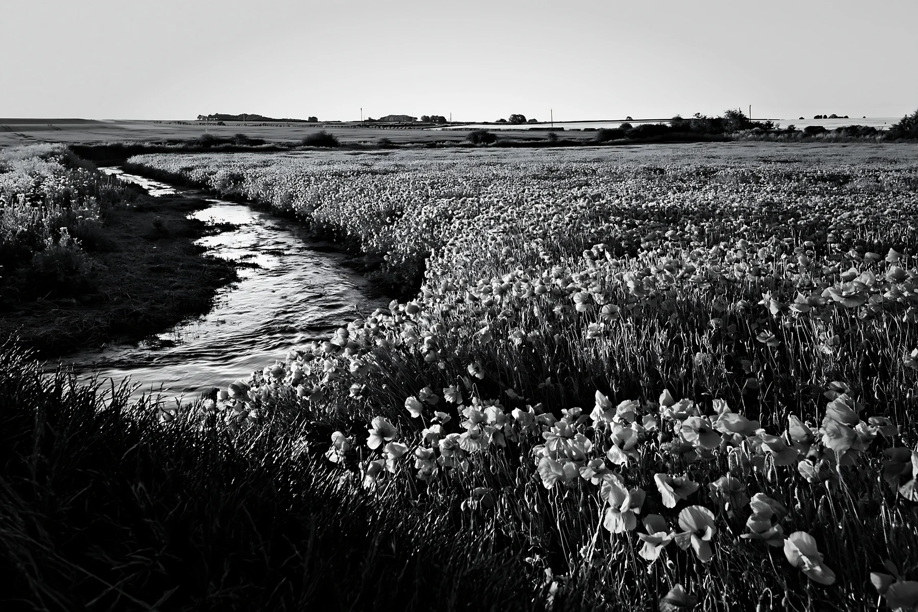 High contrast meadow with natural watercourse and flowers - AI-generated stock image