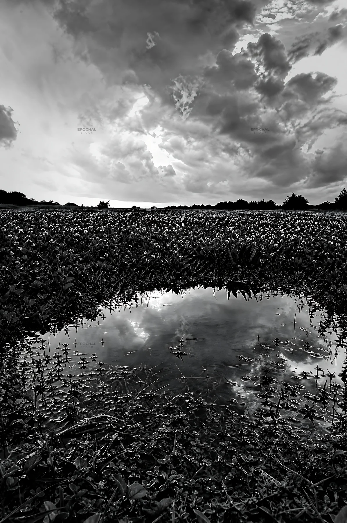 Black and white clover speedwell meadow with puddle and cloudy sky - AI-generated stock image