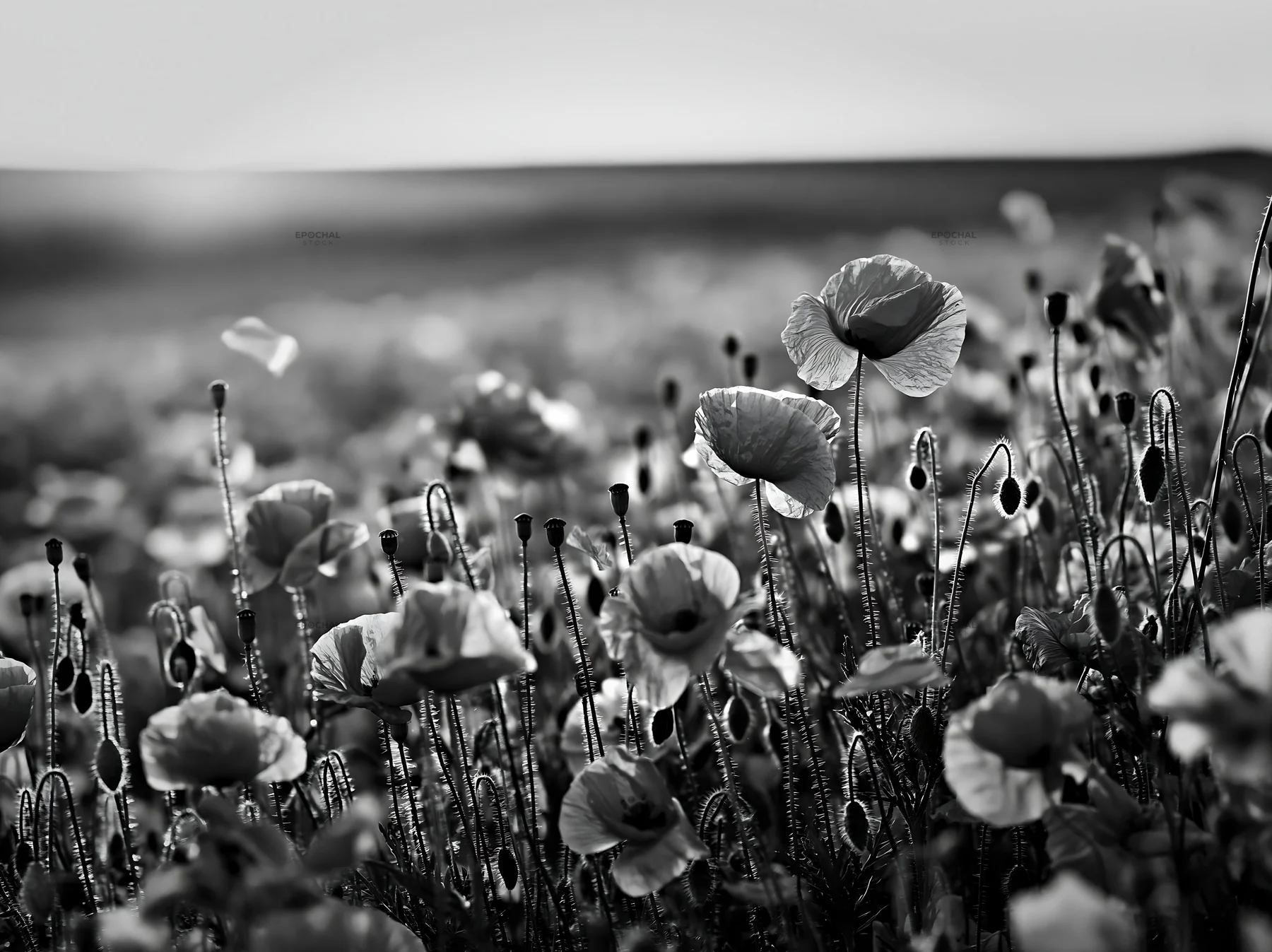 Colorful poppy meadow under soft sunlight in springtime - AI-generated stock image