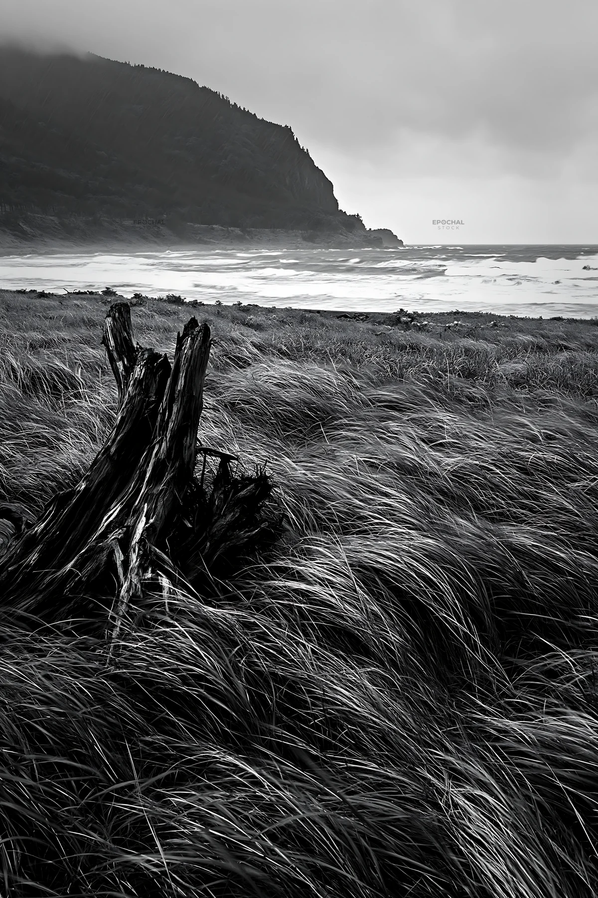 Ishikawa coastal meadow with storm washed driftwood - AI-generated stock image