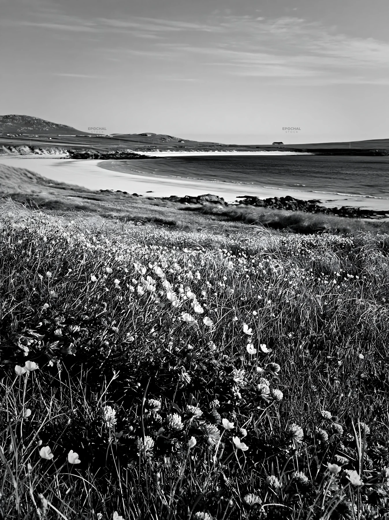 Black and white colorful buttercup meadow near a sandy beach with clear blue water - AI-generated stock image