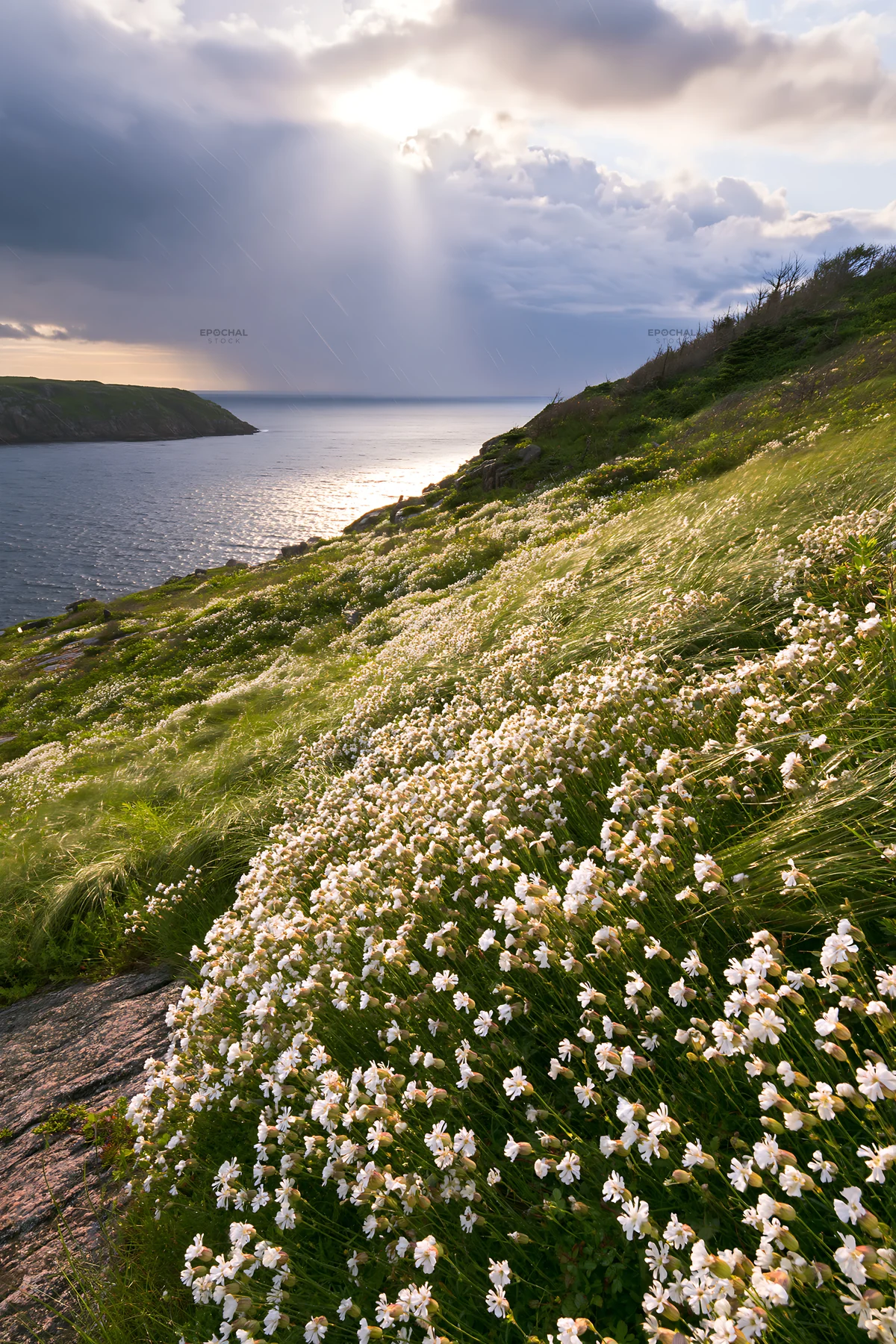 Coastal cliff meadow with flowers and ocean view - AI-generated stock image
