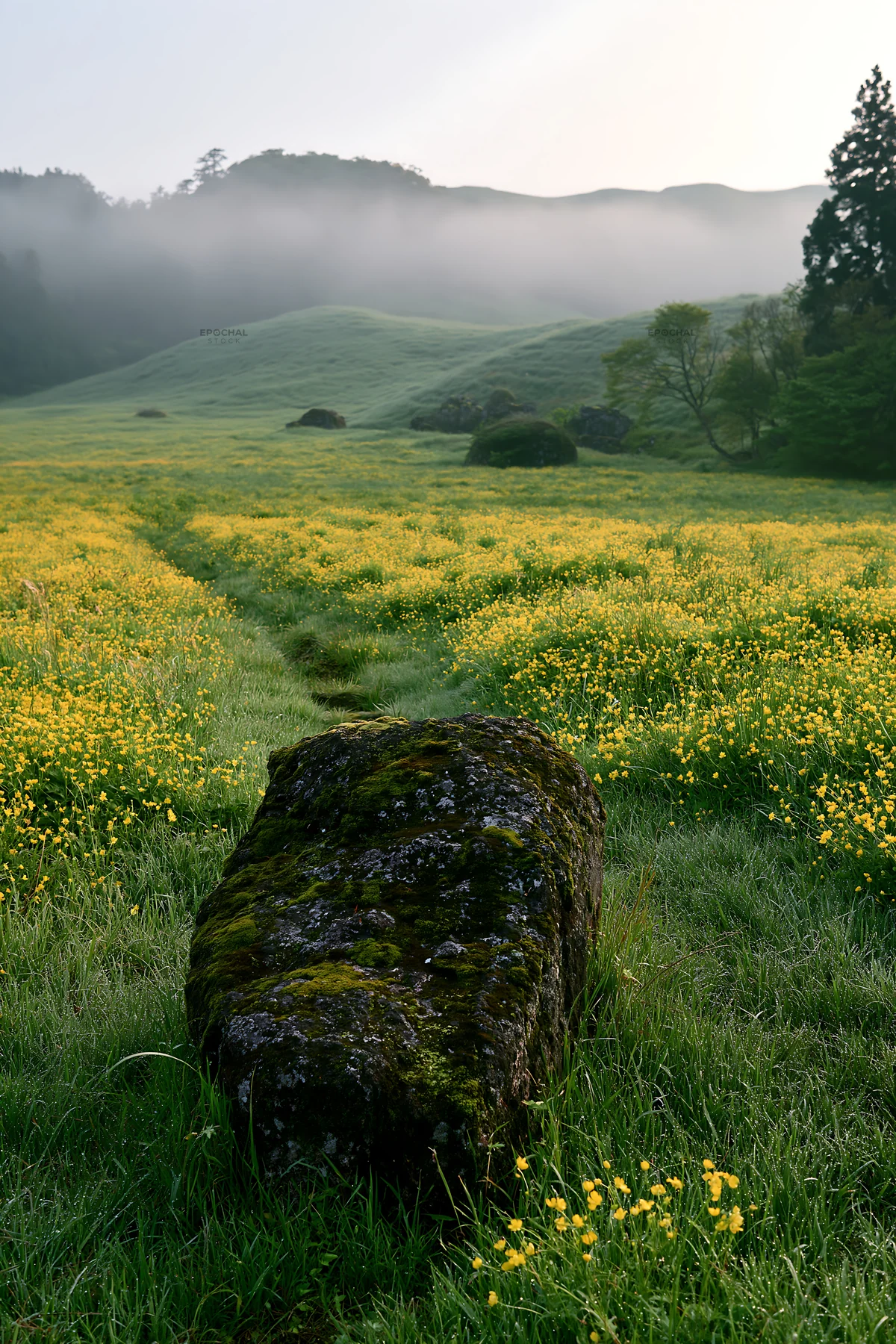 Misty meadow with moss covered stone in Shimane - AI-generated stock image