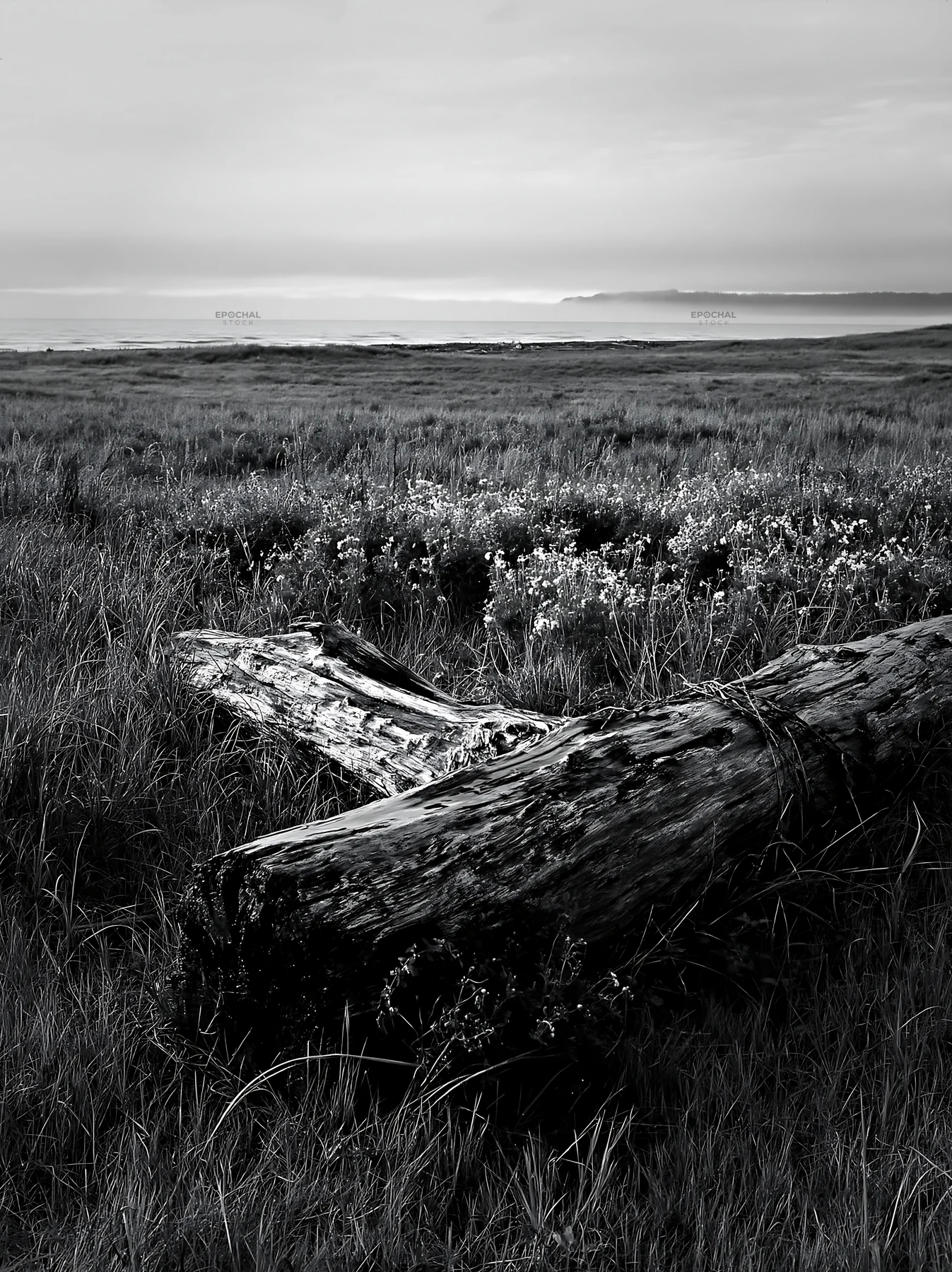 Black and white ishikawa coastal meadow storm washed driftwood on grassy land - AI-generated stock image