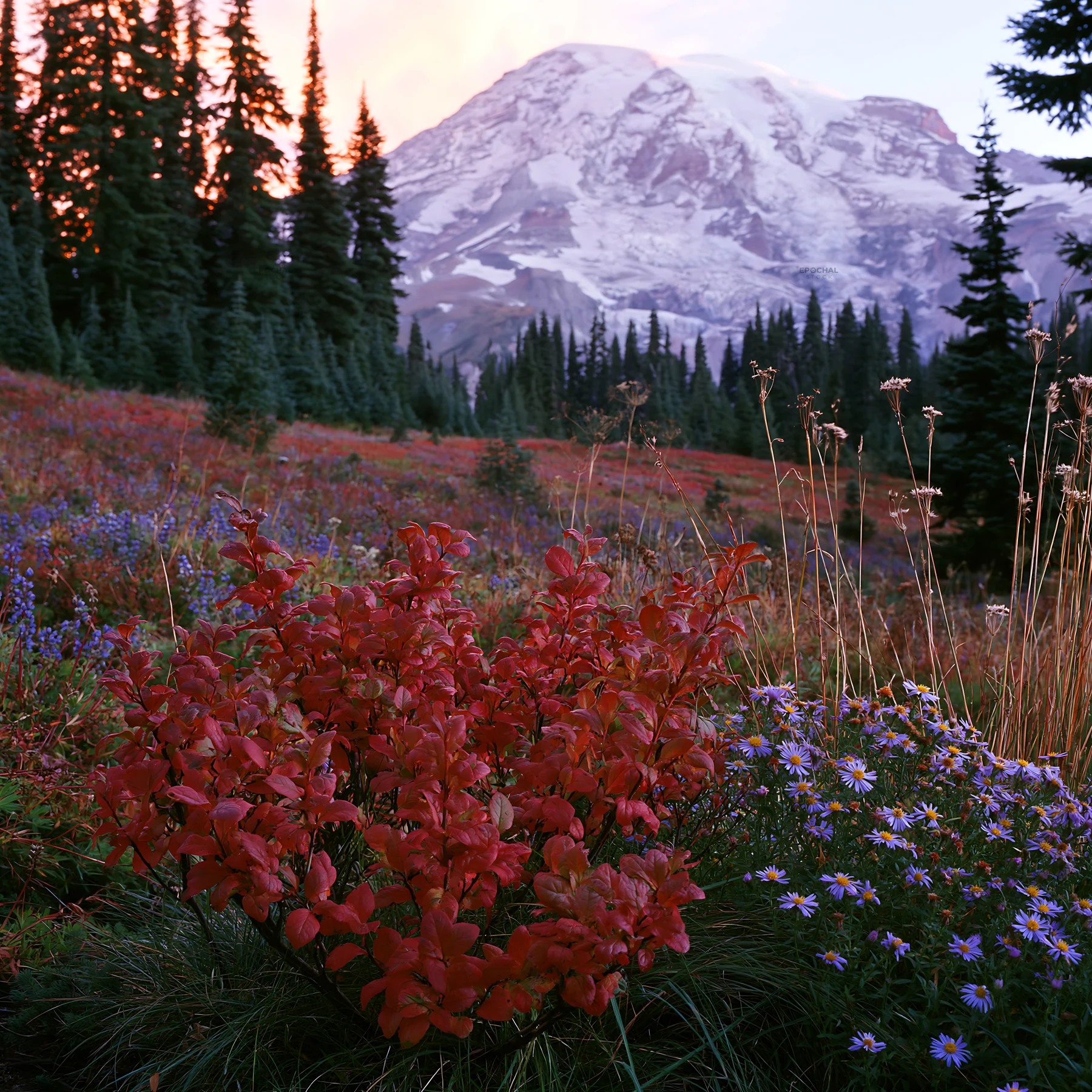 Mount Rainier wildflower meadow at sunrise with red plants - AI-generated stock image