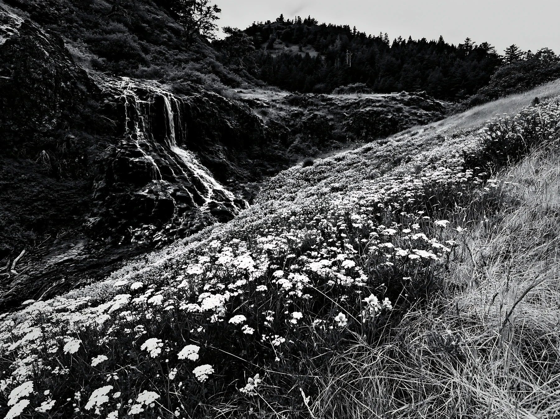 Wildflower meadow beside a cascade in black and white - AI-generated stock image