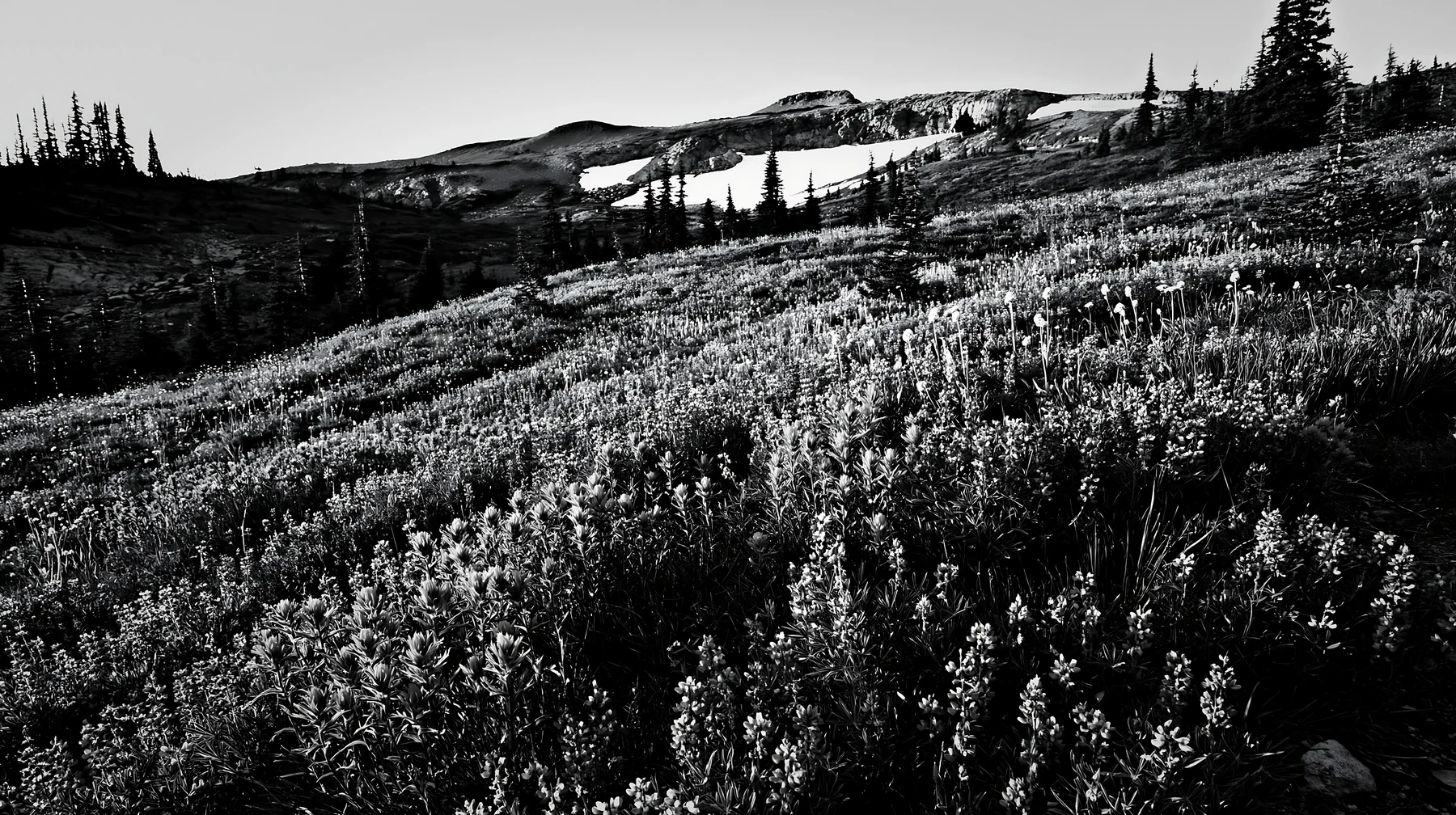 Black and white snowmelt meadow with wildflowers in a mountainous landscape - AI-generated stock image