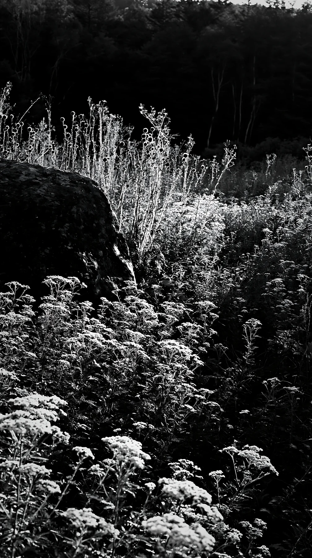 Black and white nagano drought resilient meadow granite boulder in natural setting - AI-generated stock image