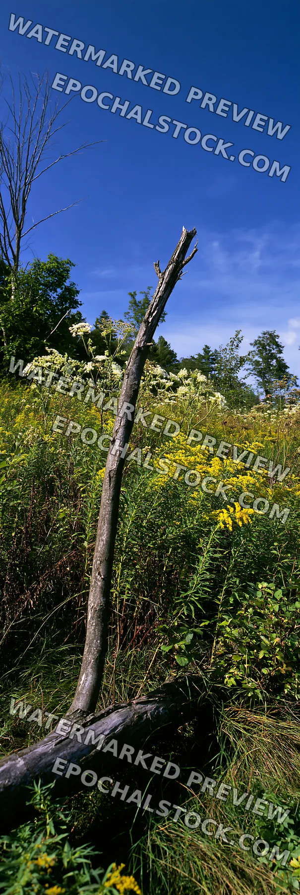Yamagata rewilded meadow fallen branch foreground - AI-generated stock image
