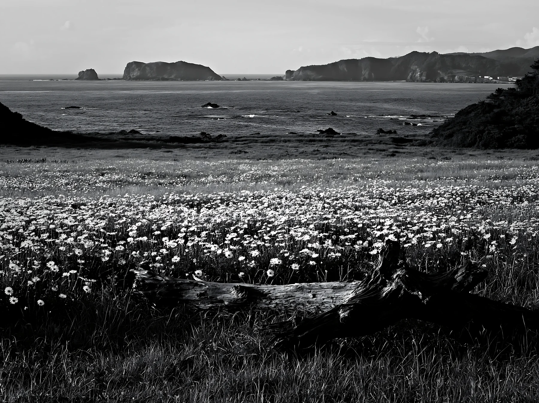Black and white nagasaki coastal meadow driftwood foreground mood - AI-generated stock image