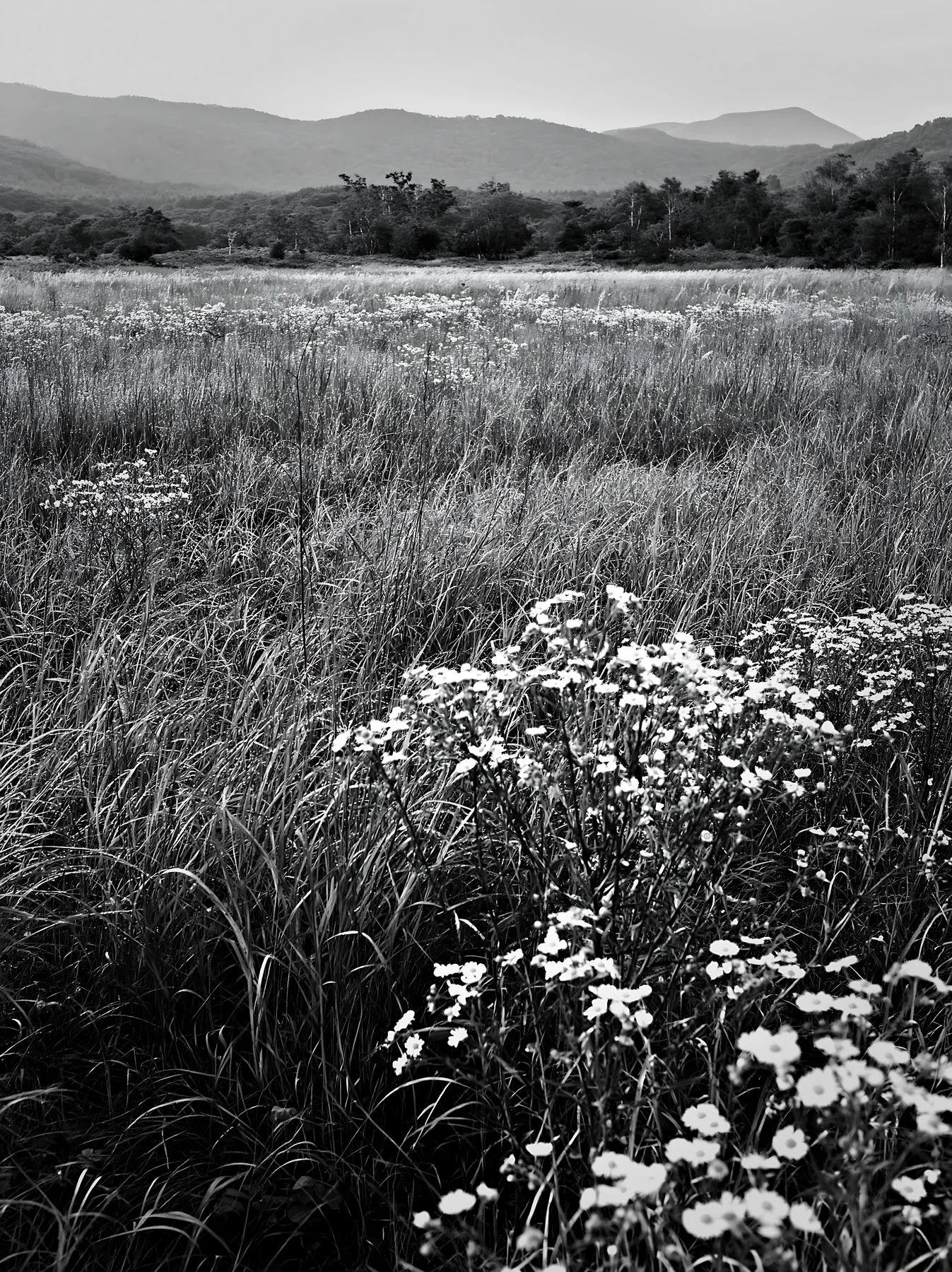 Black and white expansive Hokkaido restoration meadow with dewdrops - AI-generated stock image