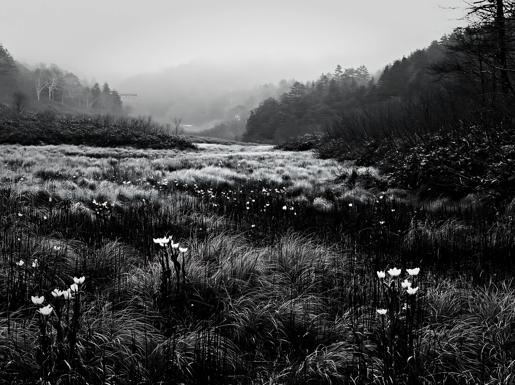 Black and white akita snowmelt meadow with silver grasses and white flowers - AI-generated stock image