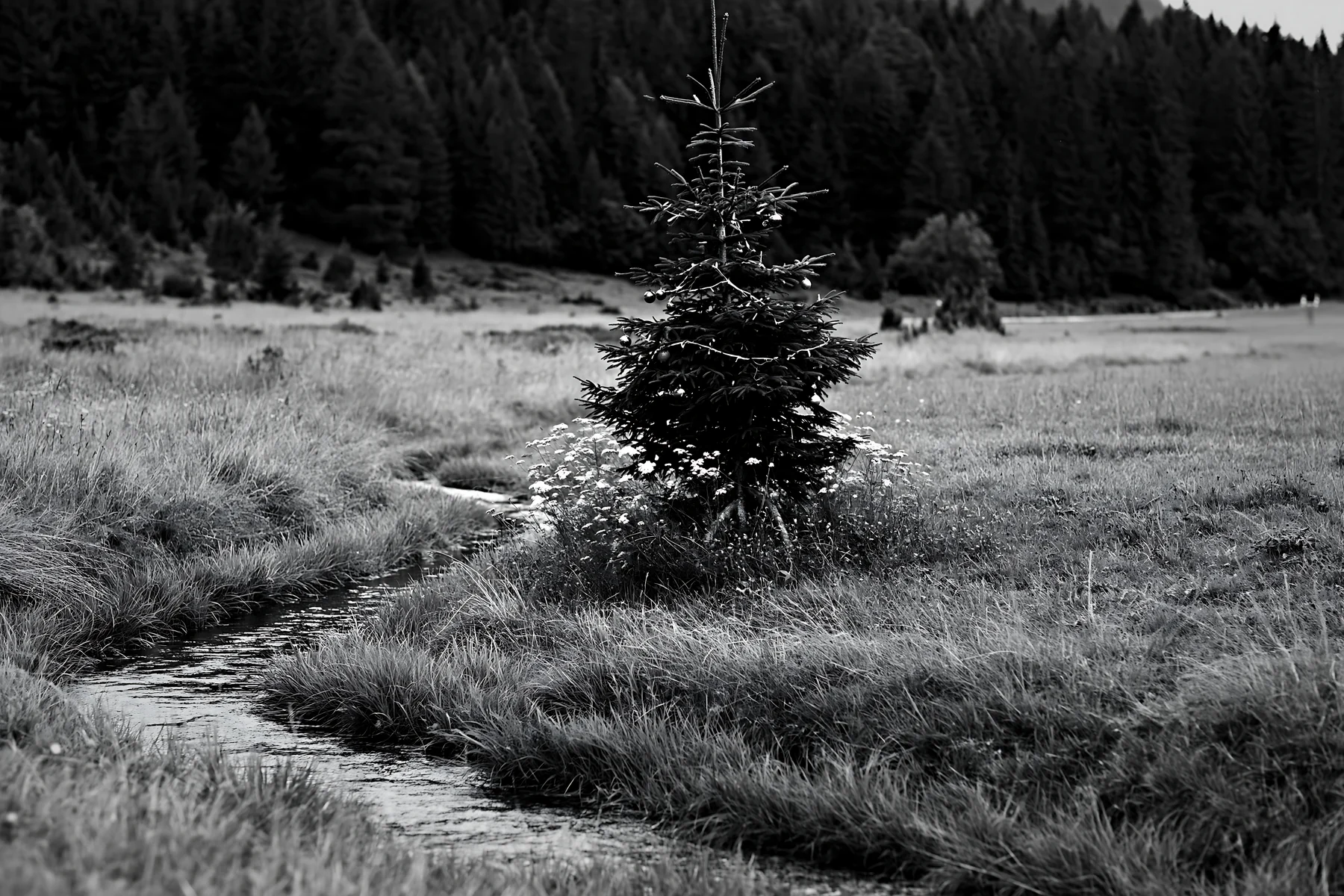 Christmas tree along stream in meadow - AI-generated stock image