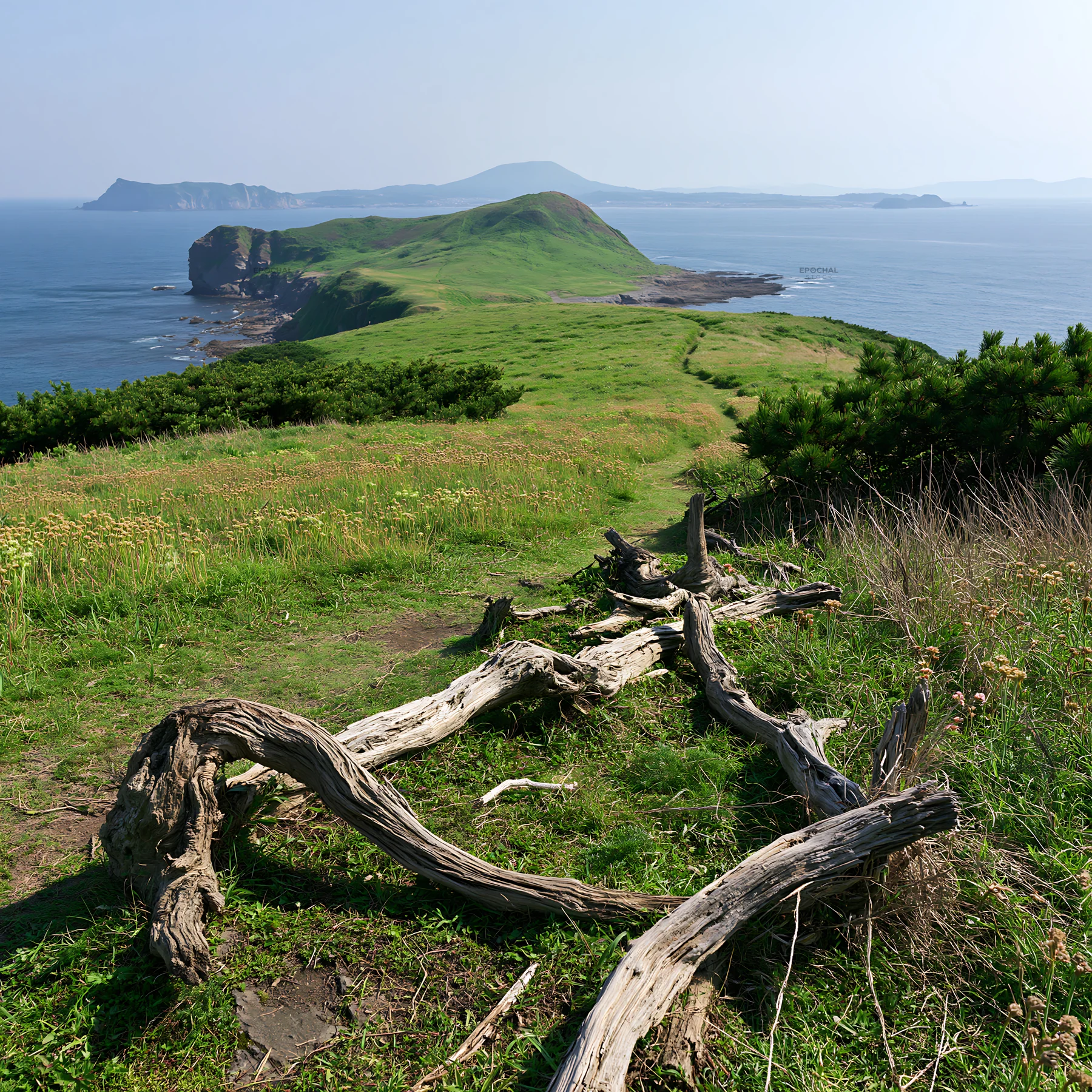 Nagasaki coastal meadow with driftwood and distant hills - AI-generated stock image