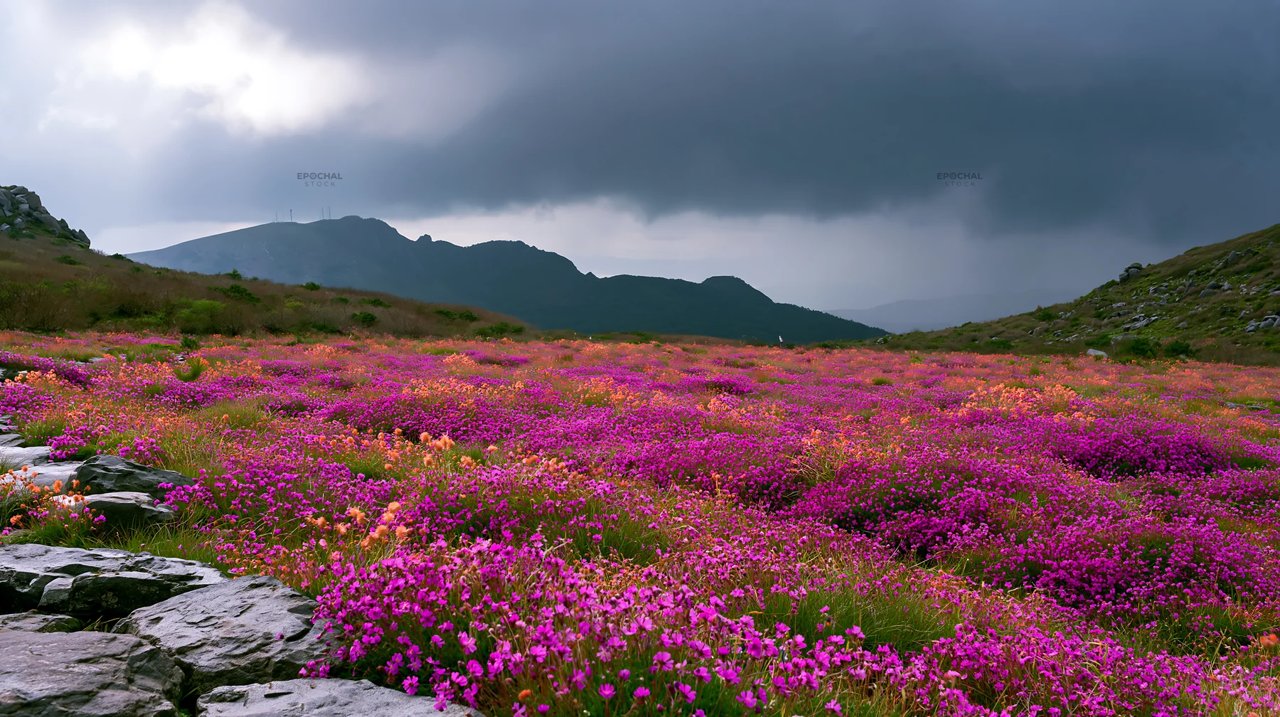 Kyoto spring wildflower meadow stone foreground - AI-generated stock image