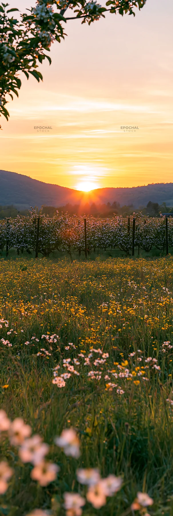 Sunset over apple meadow with flowers in the foreground - AI-generated stock image