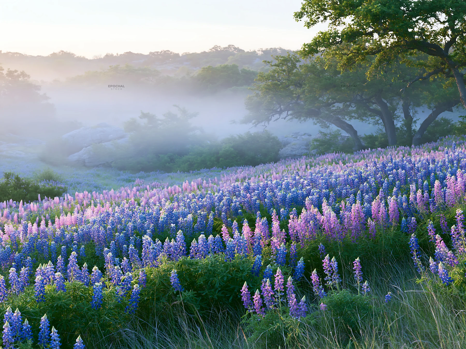 Colorful lupine meadow with fog in the early morning - AI-generated stock image