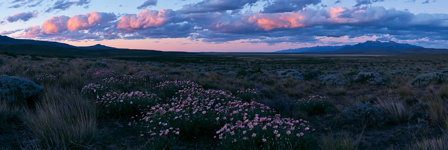 Climate-resilient meadow with flowers and mountains at sunset - AI-generated stock image
