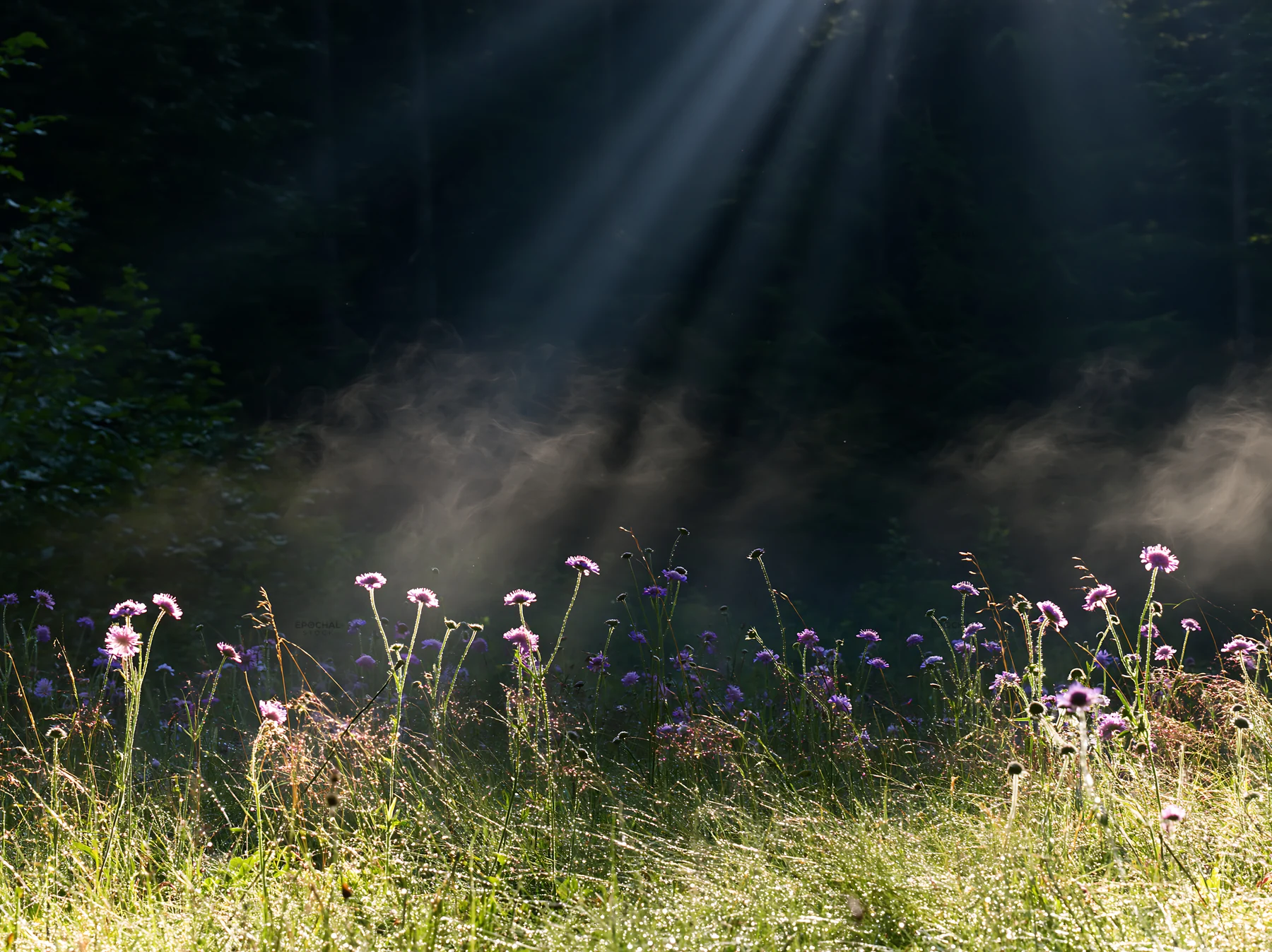Crepuscular rays shining through meadow with flowers - AI-generated stock image