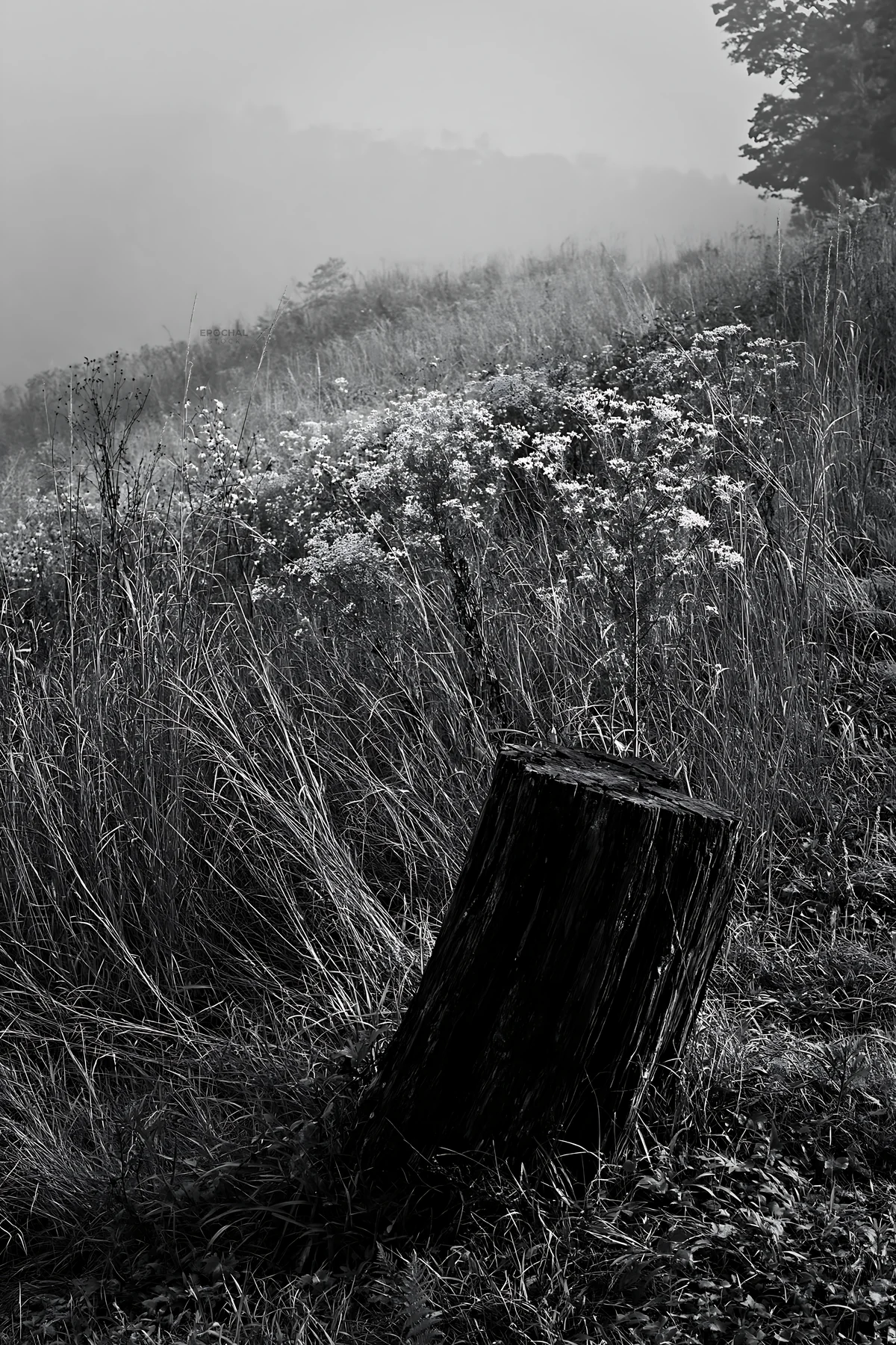 Black and white fukushima native meadow with weathered stump - AI-generated stock image