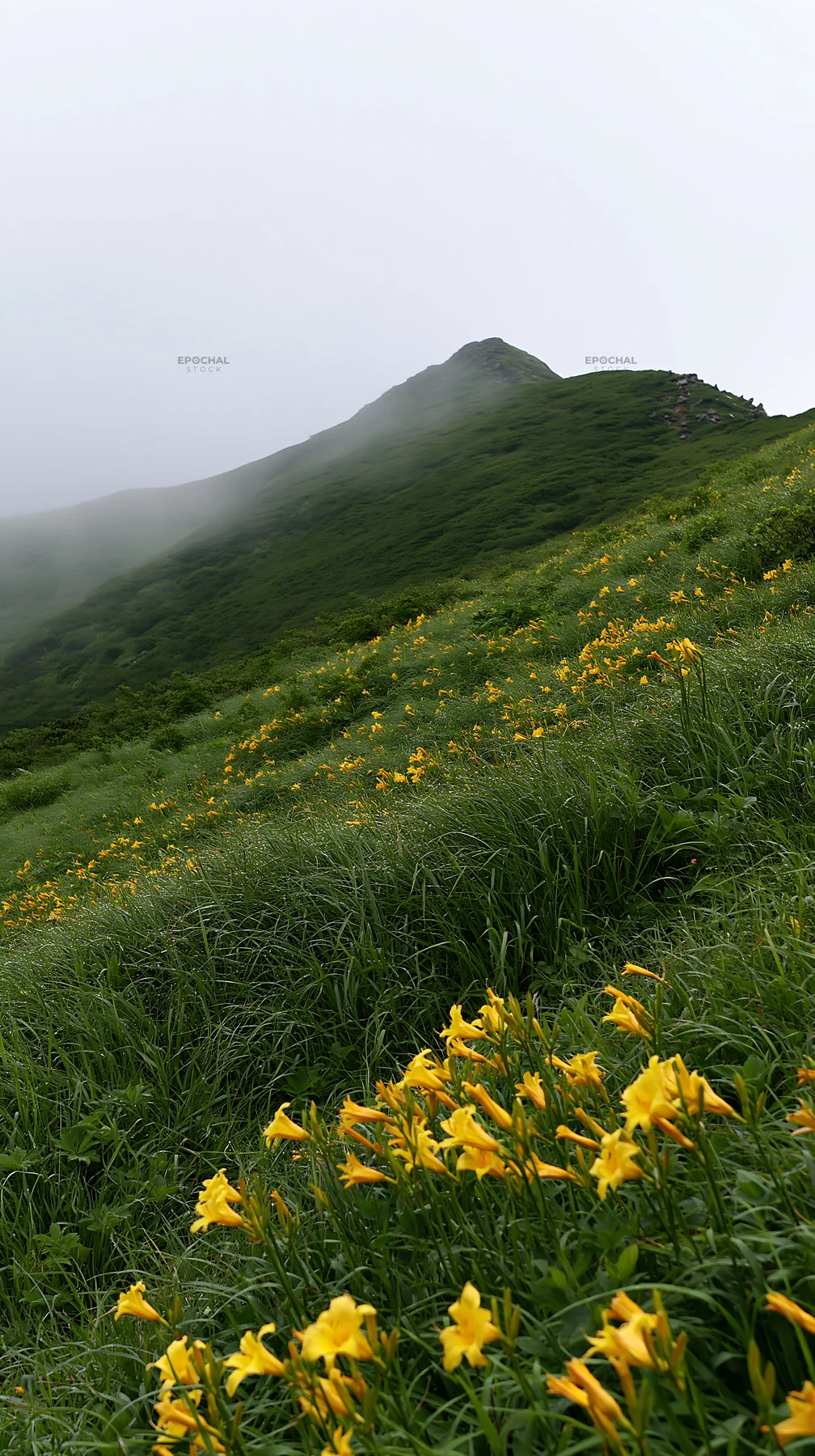 Kirigamine highland daylily meadow with misty mountains - AI-generated stock image