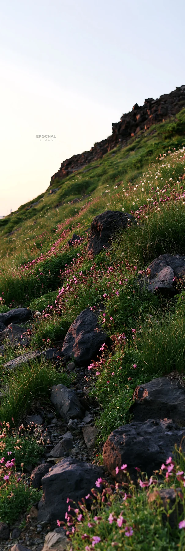 Yamanashi meadow with flowers and basalt stones - AI-generated stock image