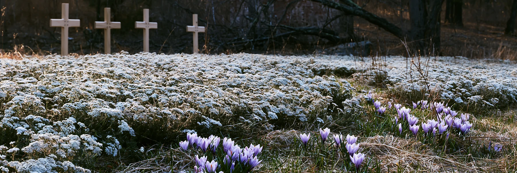 Four Christian crosses in winter meadow with blooming flowers - AI-generated stock image