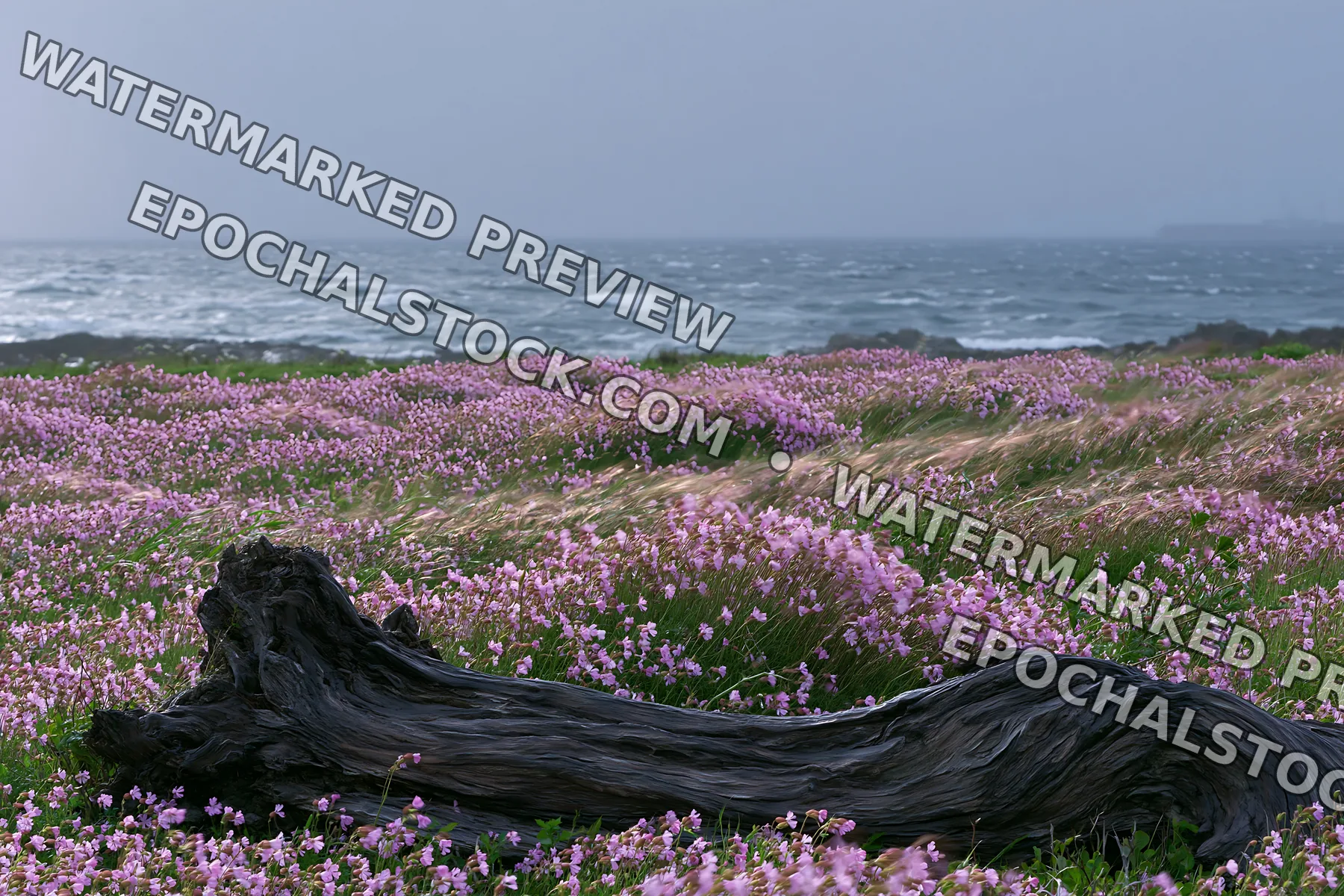 Chiba coastal climate meadow driftwood foreground - AI-generated stock image
