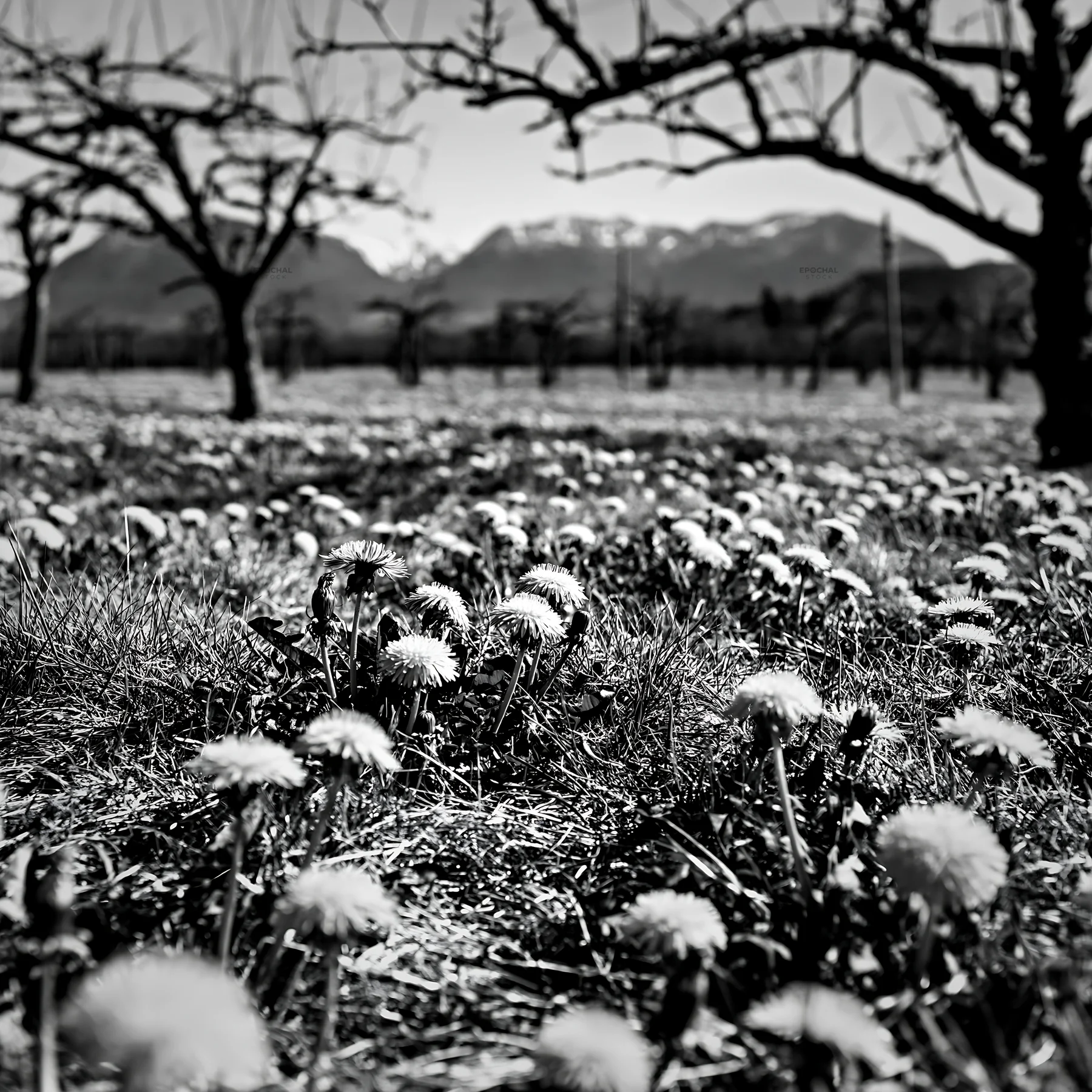 Black and white dandelion orchard meadow with trees and mountains in the background - AI-generated stock image