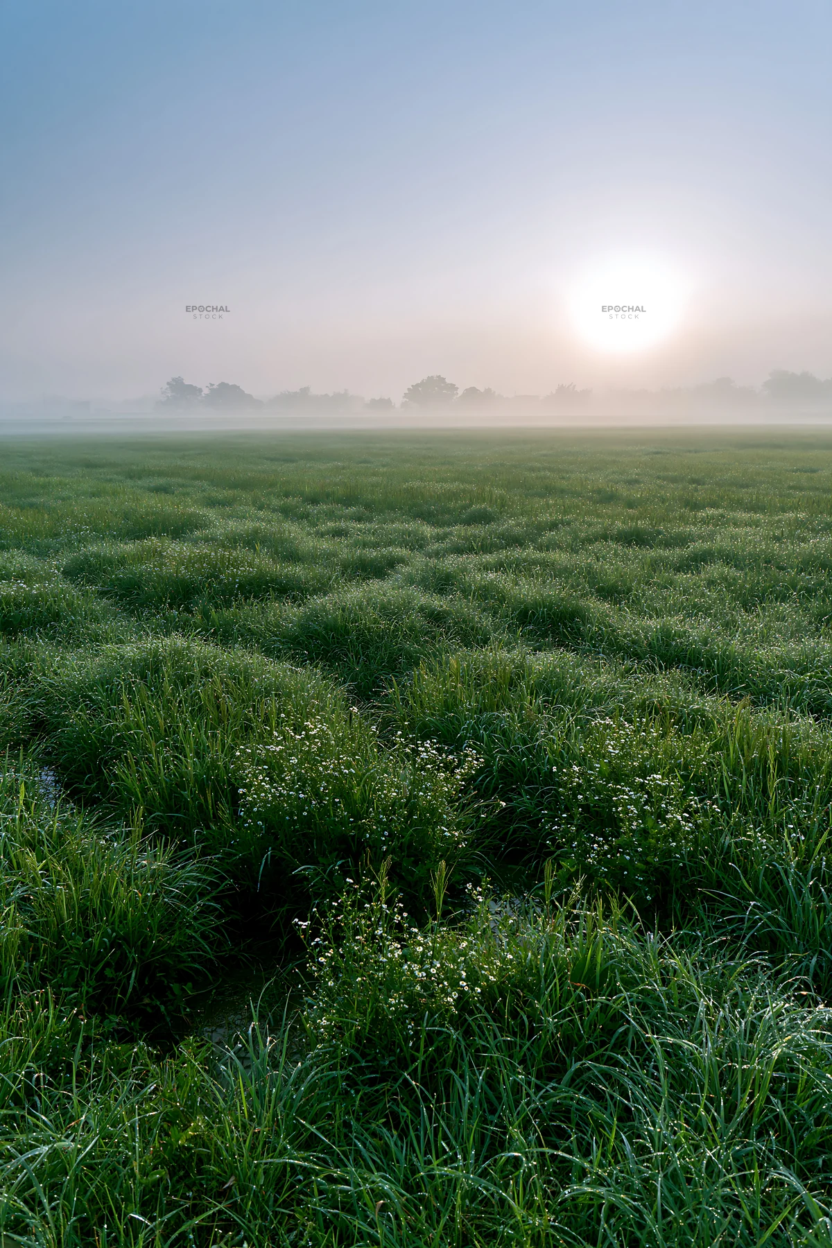 Dew on the meadow at Niigata floodplain in the morning - AI-generated stock image
