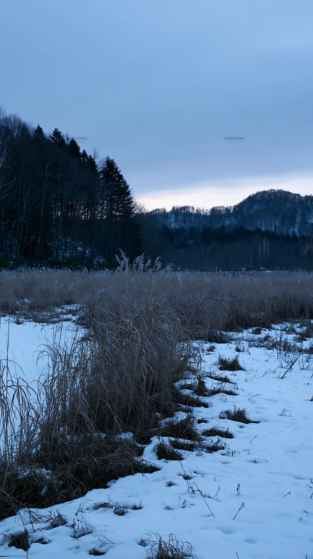 Akita snowmelt meadow with silver grasses under a cold sky - AI-generated stock image