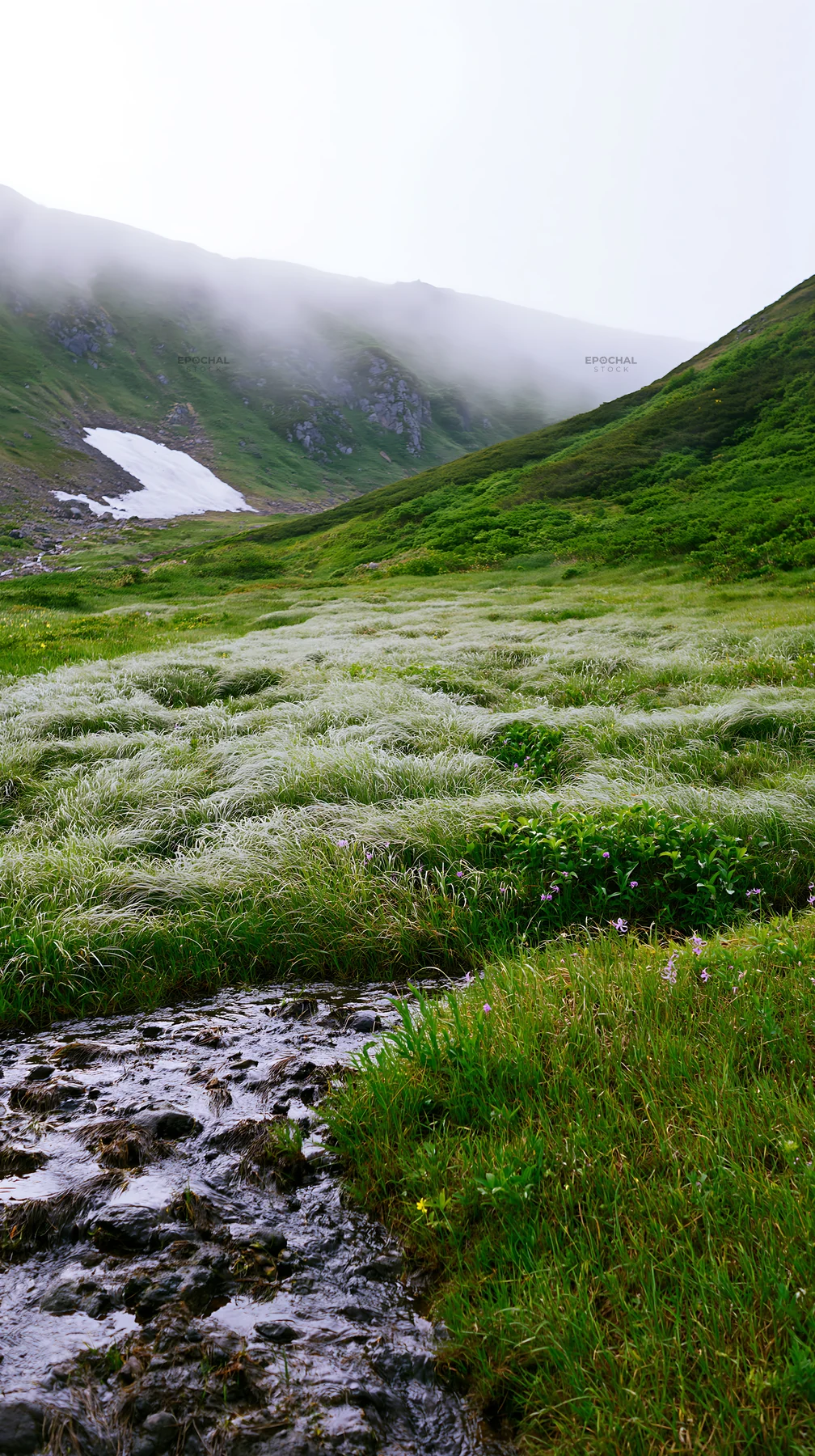 Akita snowmelt meadow with silver grasses in springtime - AI-generated stock image