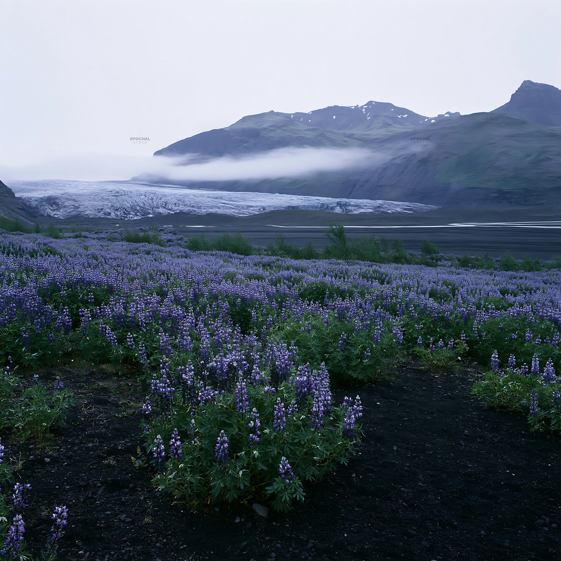 Lupin meadow with glacier backdrop in Iceland - AI-generated stock image