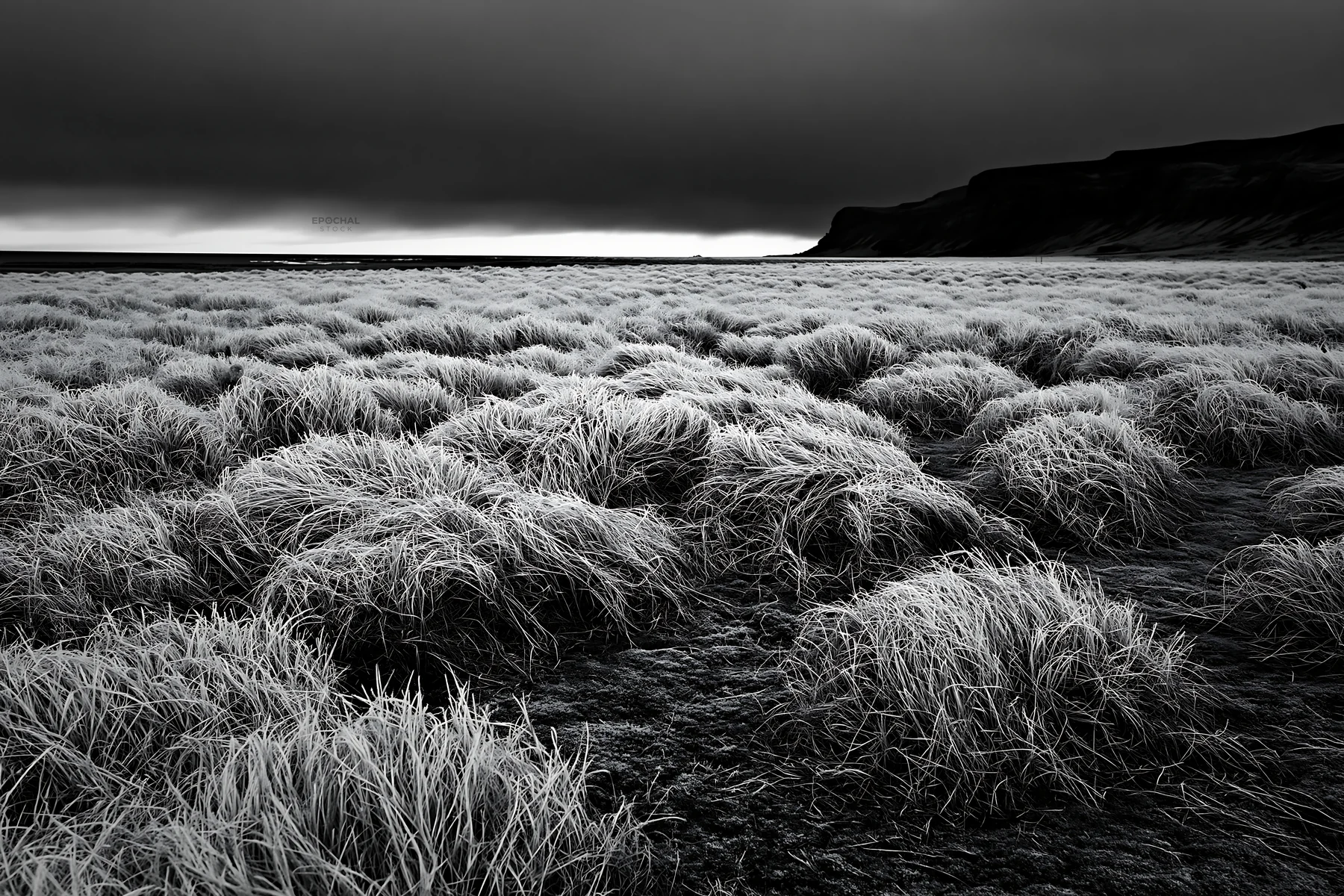 Black and white frosty coastal meadow with vegetation in cloudy weather - AI-generated stock image